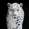 ishak_0034