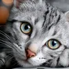 ashi.rajpoot72
