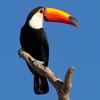 toucan.slo