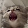 sourmeower2102
