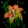 altbloom.ent