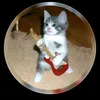willian_quintana