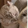 astropawzx