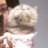 flopmeow