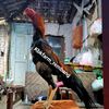 kbkfarm_rembang