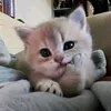 deshka_dashkaa