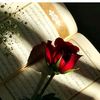 sumira.khalid01