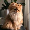 hagar0603