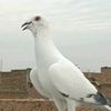 rahmanafridi43