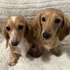 southerndoxie