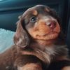 oakley_the_doxie