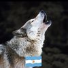 wolfpack_2013