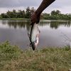 bocahbolangmancing