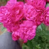 amanisa965