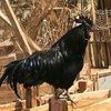 hassane46379