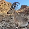 الصياد العربي⛰️