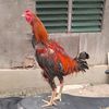 zaw.myo.htet3064
