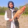 waqas.pohlah
