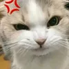 deduocomahemdamoratnhieu