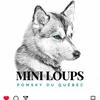 miniloups_pomskyduquebec