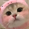 tuyet.tuyet_490
