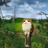 meowl770