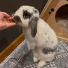 rabbit.rmt
