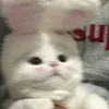 mieedayy_stevennguyen