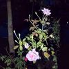 userhasan664