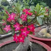 anh.phong671