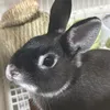 rabbit._.32