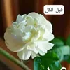 om.mohamad469