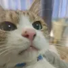 kotetulove0512