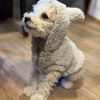 theschnauzerfitfam