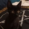 jesse_spirit