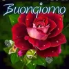 vitotaticchi