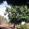 son.phung71