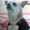 ren.ren0323