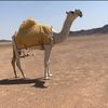 العضياني |🐪📸