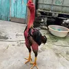 beuuuu71