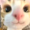 kinsaguroni