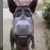 amar_7130
