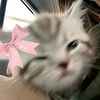almaaa_150