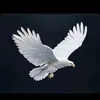 janikhel19