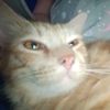 maniscomel.com