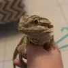 jayandlexilizard