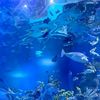 aquarium_015