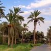 aljashami10
