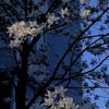 habiba.mohammed295