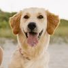 lucygoldenpaws
